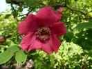 Fred Streeter rose photo