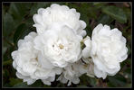 Rose Tutu rose photo