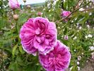 Malesherbes rose photo