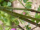 Malesherbes rose photo