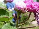 Malesherbes rose photo