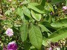 Malesherbes rose photo