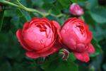Red Blush rose photo