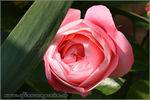 Carcassonne Castle rose photo