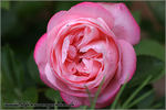 Carcassonne Castle rose photo