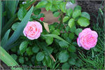 Carcassonne Castle rose photo