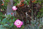Carcassonne Castle rose photo
