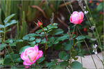Carcassonne Castle rose photo