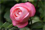Carcassonne Castle rose photo