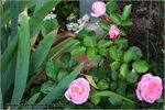 Carcassonne Castle rose photo