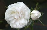 Rose de Meaux White rose photo