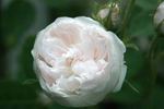 Rose de Meaux White rose photo