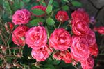 Rote Gabrielle Privat rose photo