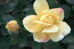Sunstar rose photo