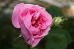 Victor Parmentier rose photo