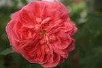 Victor Parmentier rose photo