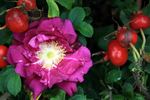 Wild Sea rose photo