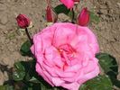 Blaby's Monarch rose photo