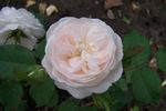Cinderella rose photo