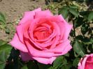 Chic Parisien rose photo