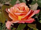 Consul M. Mezin rose photo