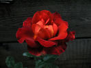 Coffee Break rose photo