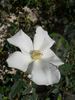2BY2XPPD rose photo