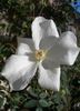 2BY2XPPD rose photo