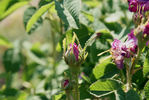 Monsieur de Montigny rose photo