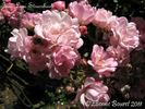 Frau Lina Strassheim rose photo