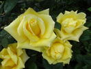 Kinkaku rose photo