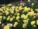 Kinkaku rose photo