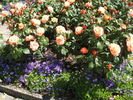 Ann Aberconway rose photo