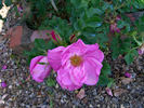 Harvest Home ® rose photo