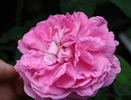 Madame Eugènie Frèmy rose photo