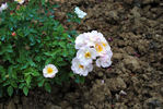 Happy Ever After ™ rose photo