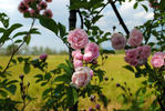 Perle vom Wienerwald rose photo