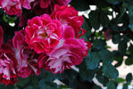 Pirouette rose photo