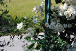 Thalia Remontant rose photo