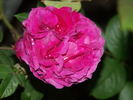 Pope Pius IX rose photo