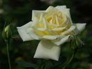 Nana Mouskouri rose photo