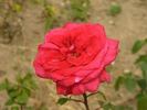 Faja Lobbi rose photo