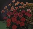 Gigliola rose photo