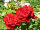Feuerschein rose photo