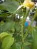 Federico Casas rose photo