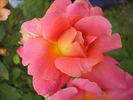Federico Casas rose photo