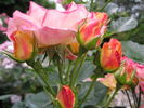 Tzigane ® rose photo
