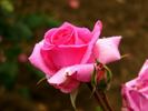 Frank W. Dunlop rose photo