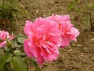 Frieda Krause rose photo