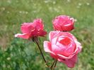General-Superior Arnold Janssen rose photo
